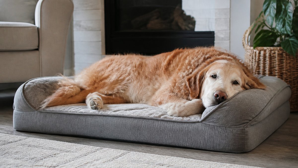 Best Orthopedic Dog Beds for Senior Dogs That Hold Up